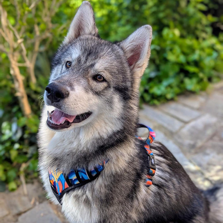 Jolie chien au poil gris et blanc portant le harnais anti- traction de la collection Lagon.