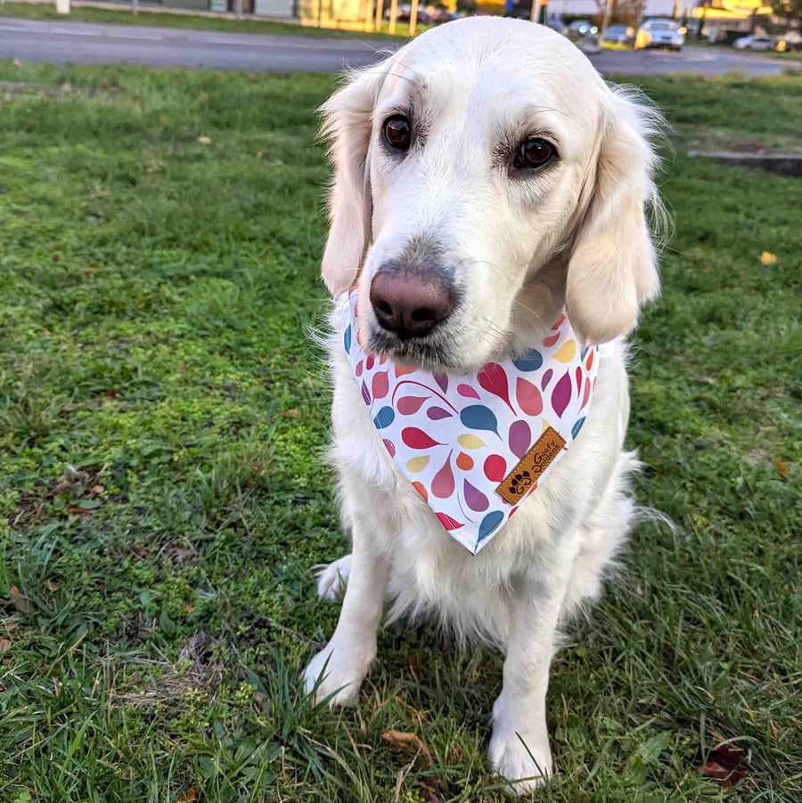 Golden retriever blanc avec un beau regard, portant un bandana à nouer de la collection Pétales de chez Goofy Goldens