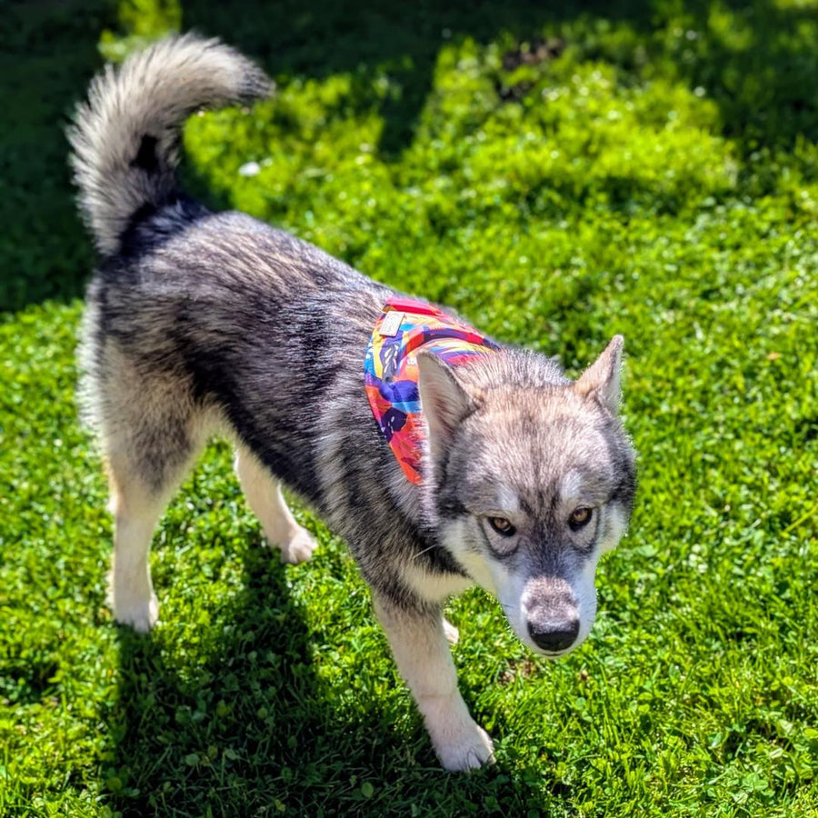 Bandana à enfiler au collier pour chien de la gamme Panache, ici, le chien malamute porte le superbe bandana sur le dos
