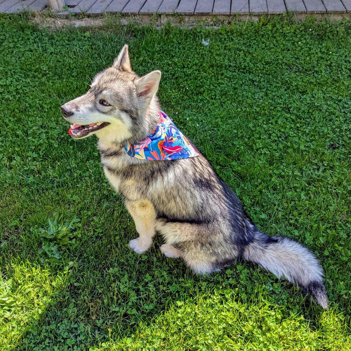 Bandana pour chien Lagon