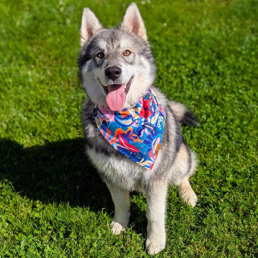  Chien fièrement assis dans l'herbe avec son bandana de la gamme Lagon.