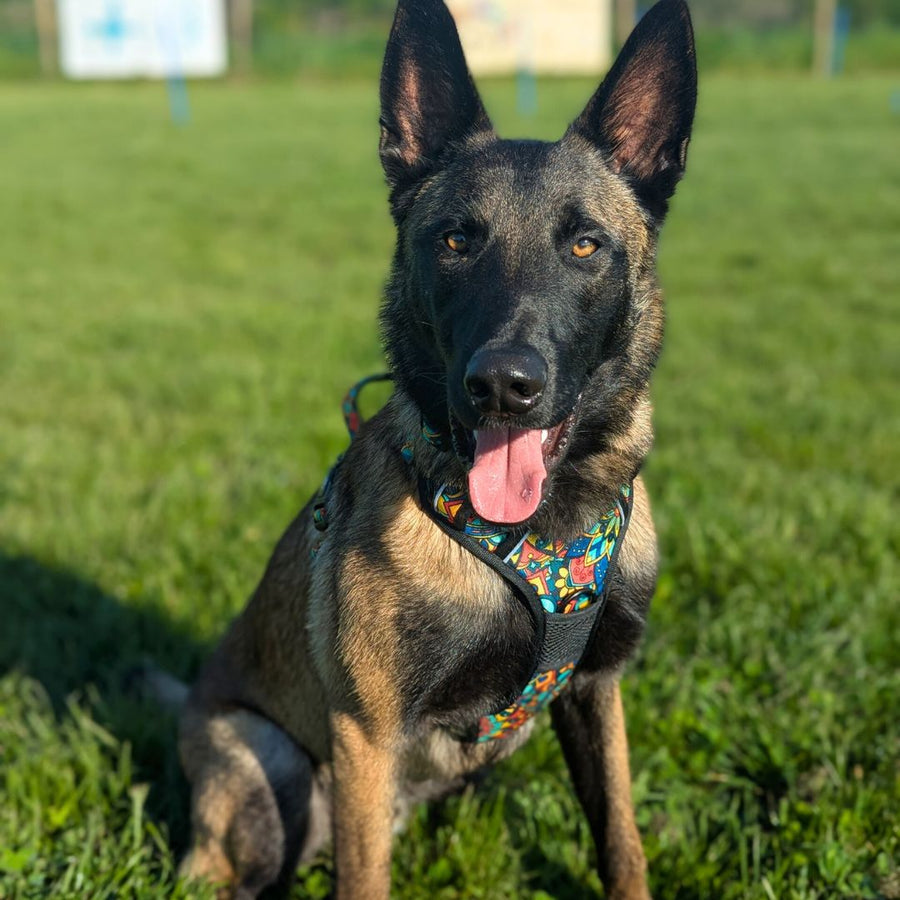 Chien assis sur l'herbe et montrant son poitrail, portant un harnais anti-traction de la gamme Mandala vert, rouge, jaune et bleu.