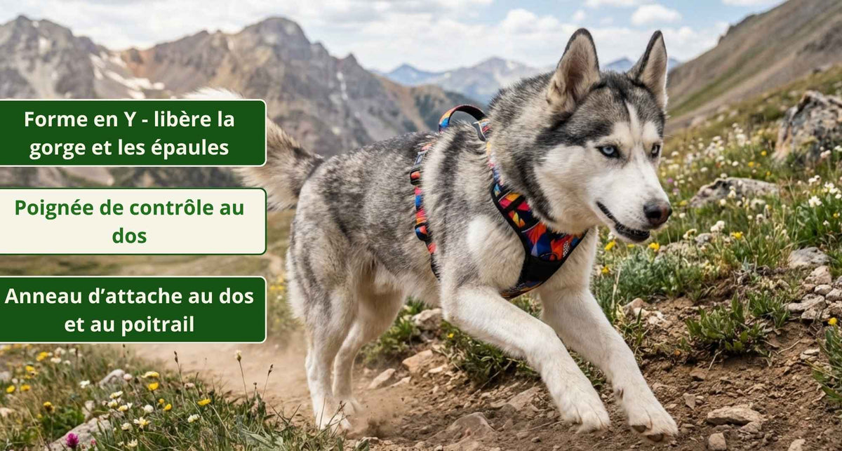 Y-Geschirr Confort