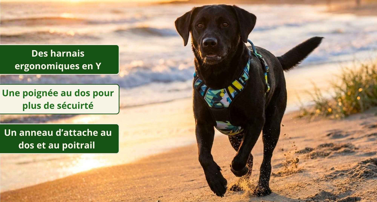 Bunte Hundegeschirre