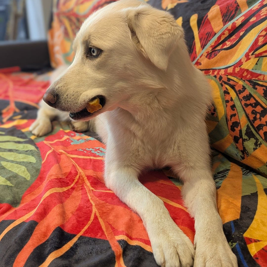 Un chien blanc est confortablement installé sur un plaid coloré, occupé à mastiquer une friandise.