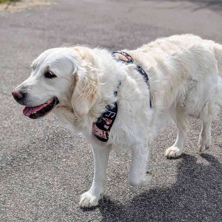 Jolie Golden blanc marchant fièrement avec son harnais anti-traction Savane .