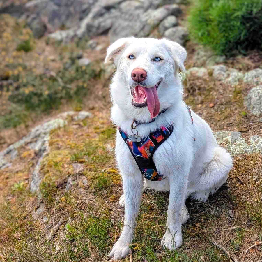 Chien blanc assis sur l'herbe portant le harnais confort pour chien de la gamme panache aux belles couleurs jaune, orange, bleu, violet et fuchsia.