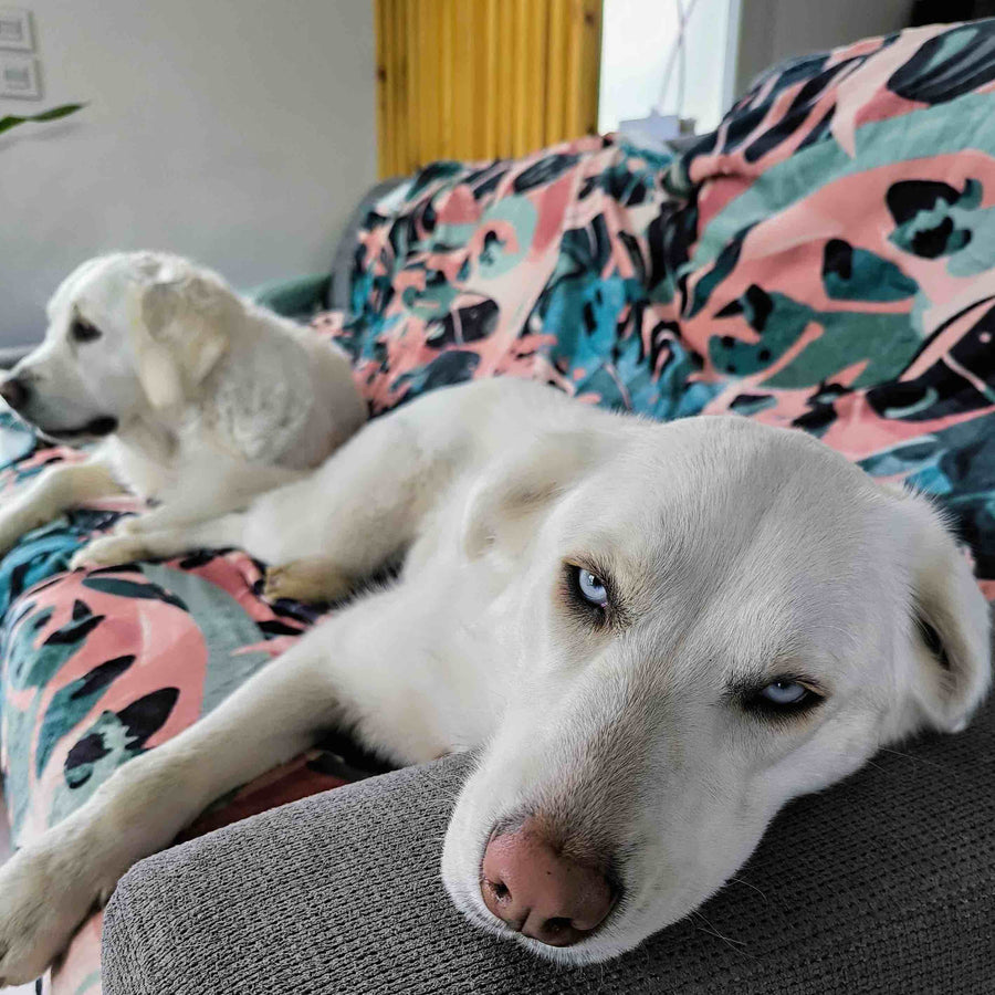 Deux chiens blancs, assis côte à côte sur le canapé, profitent du confort d’un plaid Savane.