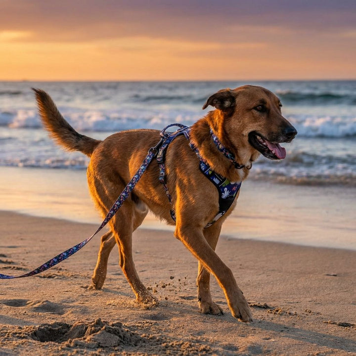 Lors d’un coucher de soleil au bord de l’eau, un grand chien marron avance sur le sable, équipé du harnais confort, du collier et de la laisse Deep Agua.