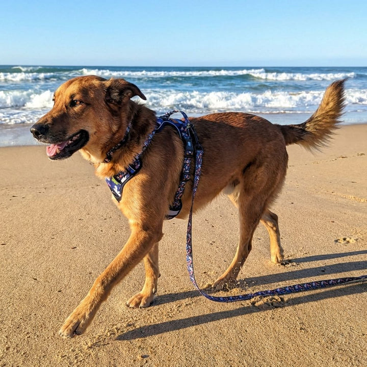 Un grand chien marron se promène sur le sable au bord de l’eau, portant son harnais confort, son collier et sa laisse de la gamme Deep Agua.
