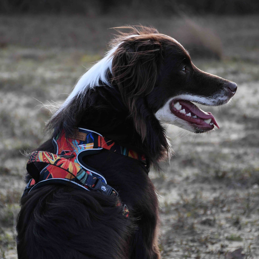 Super chien marron de dos portant le harnais tropical de chez Goofy Goldens aux couelurs rougen vert, bleu orange et jaune