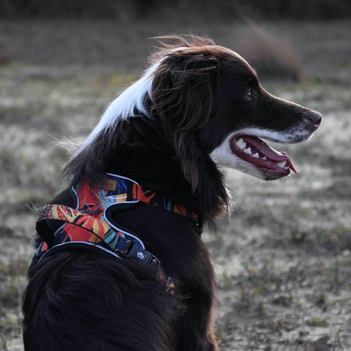 Super chien marron de dos portant le harnais tropical de chez Goofy Goldens aux couelurs rouge, vert, bleu orange et jaune