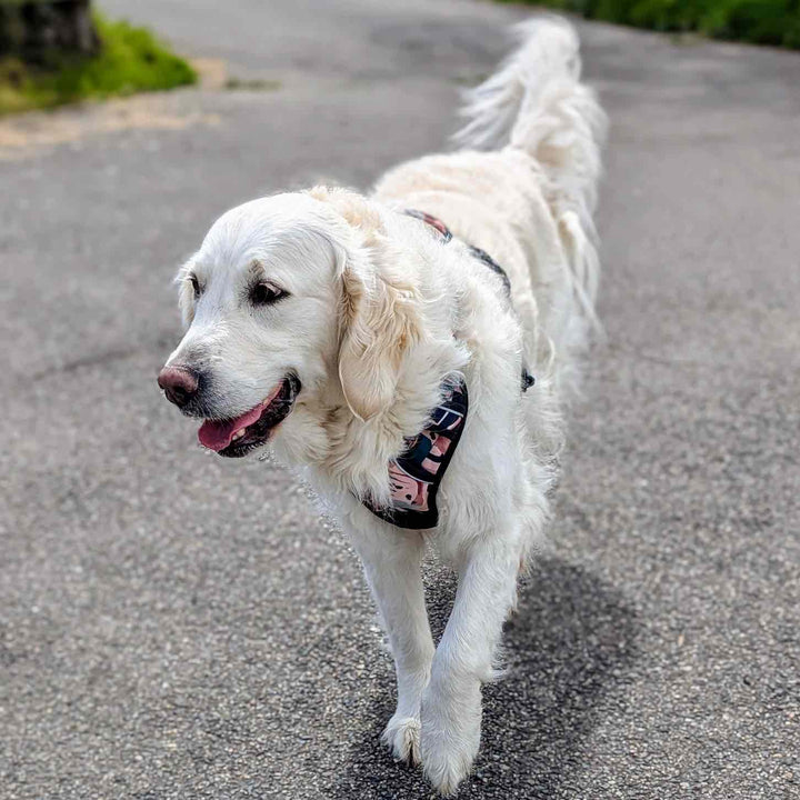 Golden blanc à la démarche décontracté qui porte le harnais anti-traction Savane aux mélanges de marron, vert et beige avec des motifs de feuillages et de tâches de léopard.