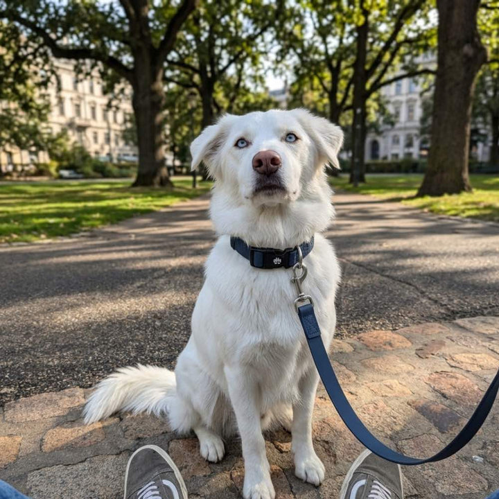Un chien blanc aux yeux bleus attend sagement devant son maître, arborant un collier imperméable bleu nuit et une laisse de la même collection.