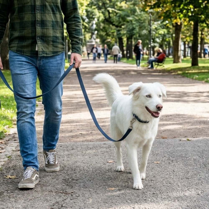 Un maître et son chien se promènent dans un parc, équipés d'un collier imperméable bleu nuit et d'une laisse multipositions assortie.