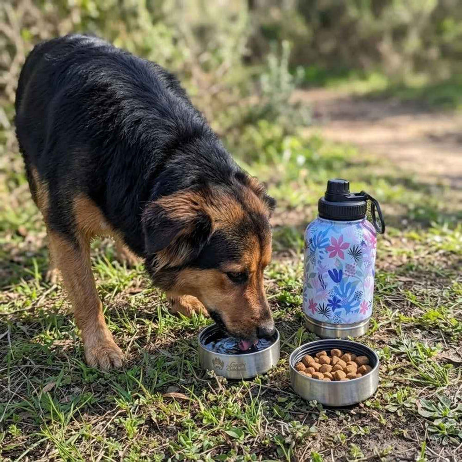 Chien noir et marron buvant grâce à la gourde Flora