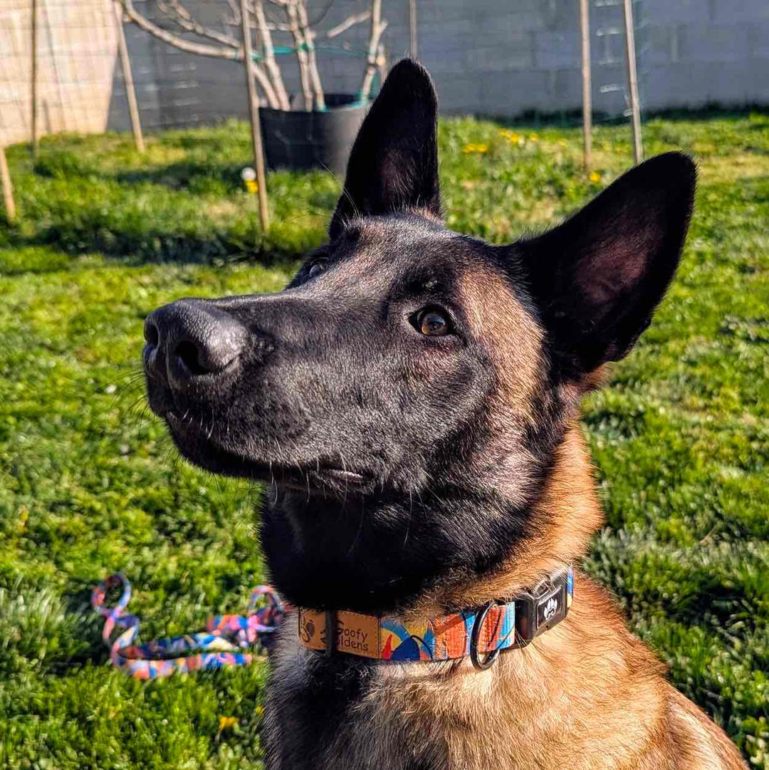 Chien au pelage marron et noir, aux oreilles dressées, portant le collier Lagon aux nuances de bleu, rouge, orange, jaune et noir, signé Goofy Goldens.