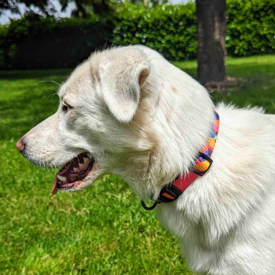 Collier pour chien de la collection Panache porté par un chien blanc de profil. Ce collier coloré et tendance est aux couleurs bleus, violet, rose et jaunes. 