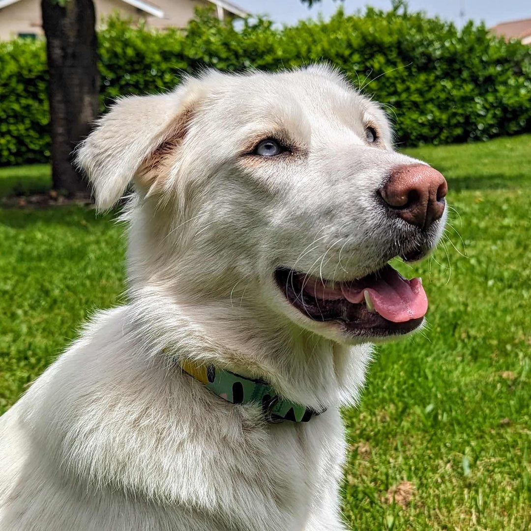 Collier chien Récif orignal aux couleurs turquoise, bleu et jaune porté par un chien qui sourit avec la bouche ouverte