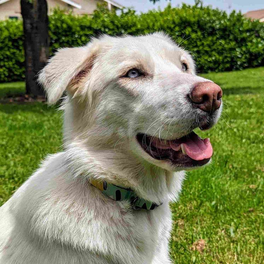 Chien blanc souriant et assis dans l'herbe, portant un superbe collier pour chien vert , jaune et tturquoise de la collection Récif