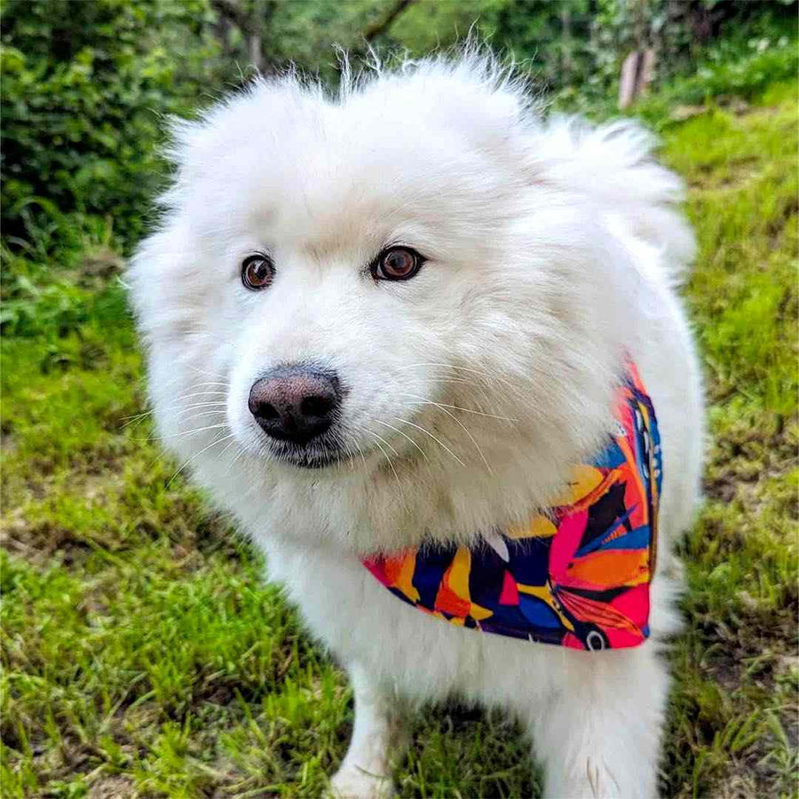 chien blanc souriant et faisant un etete drole, portant le collier bandana panache aux couleurs bleu, violet, orange et rose, devant lui