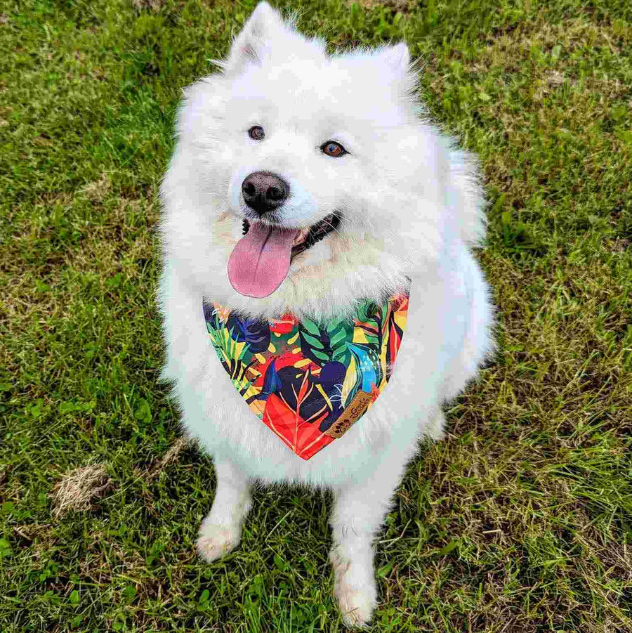Très beau somyede assis dans l'herbe et tirant la langue, il porte un collier bandana coloré de la gamme Tropical de chez Goofy Goldens