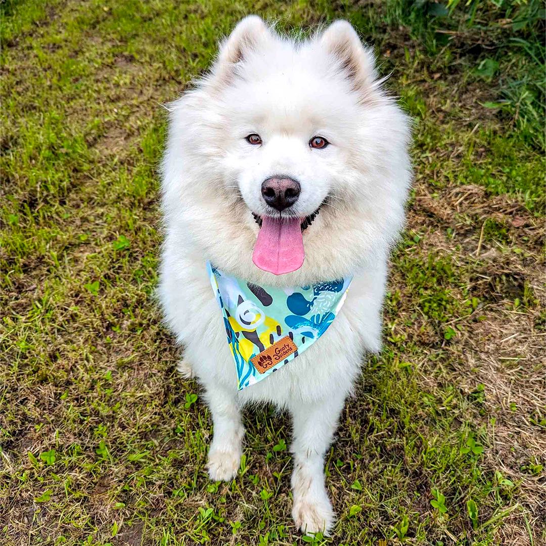 Collier et bandana pour chien Récif