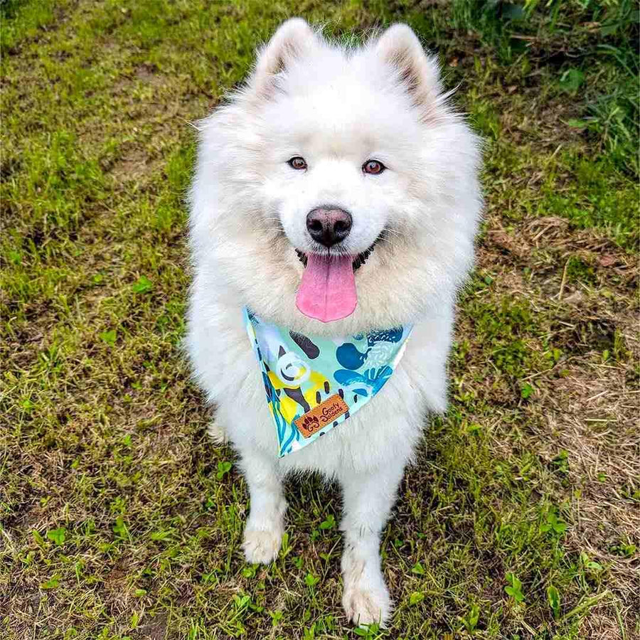 Chien blanc Samoyede souriant et assis, portant de face le collier bandana Récif de la marque Goofy Goldens