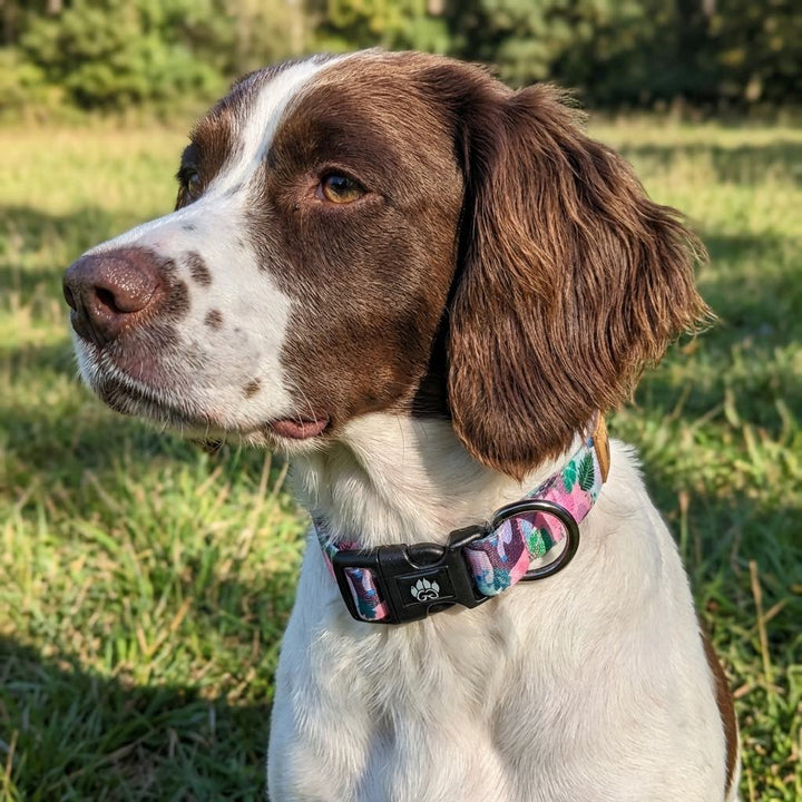 Collier pour chien Cactus