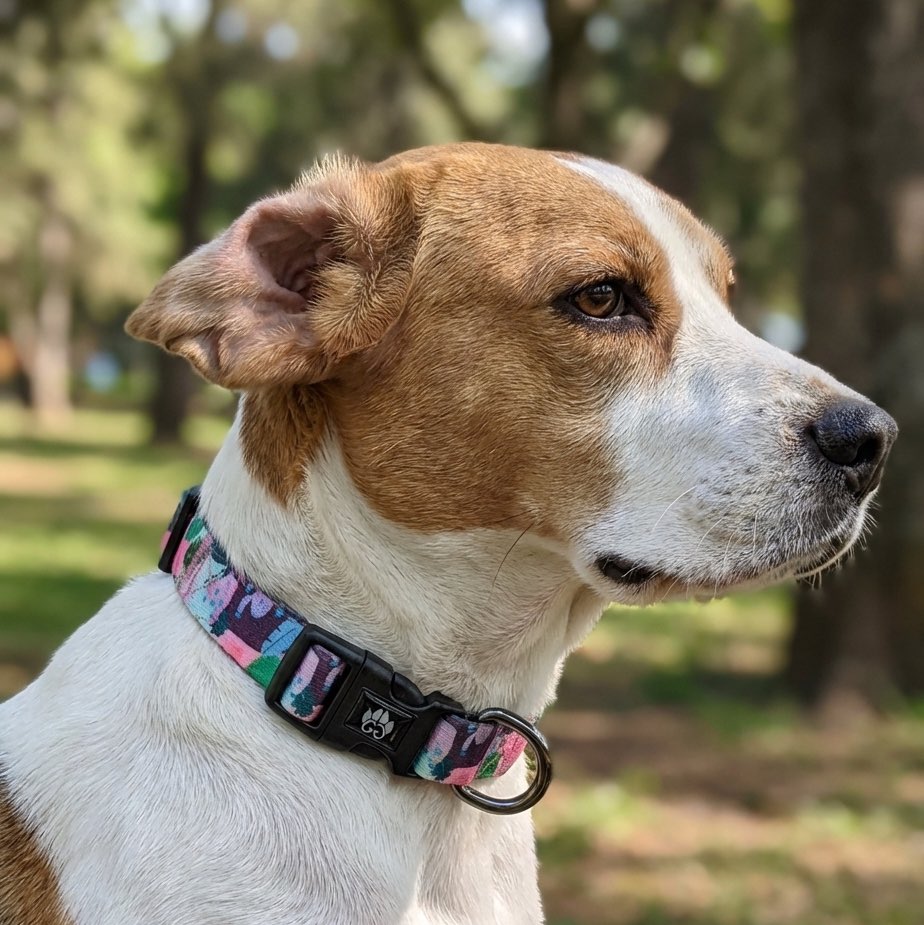 Collier pour chien Cactus