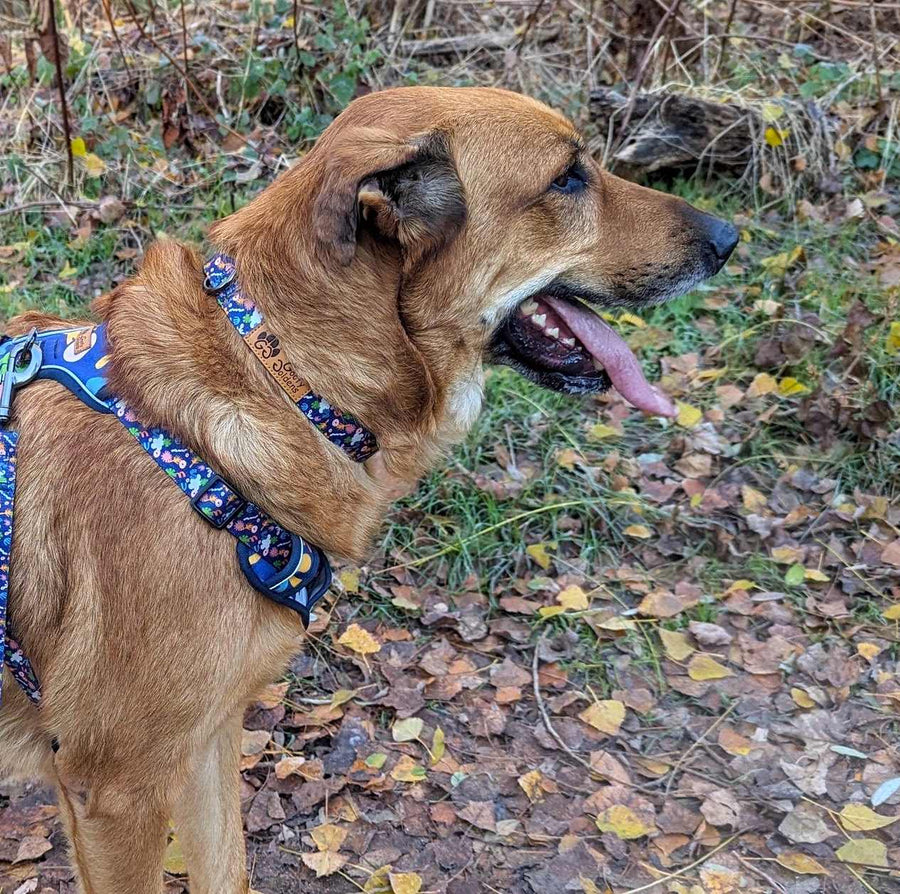 Collier et harnais pour chien bleu marine avec des motifs coloré de la marque Goofy Goldens, porté par un chien marron