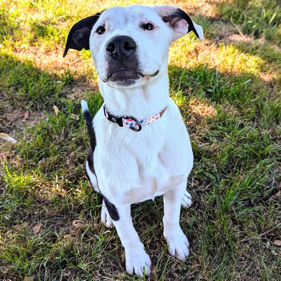 chienne croisée staffie faisant la belle en montrant son collier Pétales rose bleu et orange