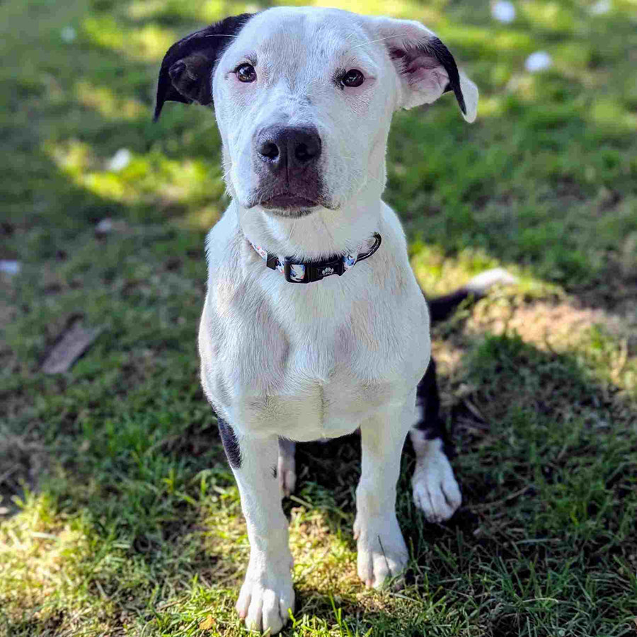 Beau chien croisé staffie assis et regardant l'objectif, il porte un collier printemps floral bleu et orange