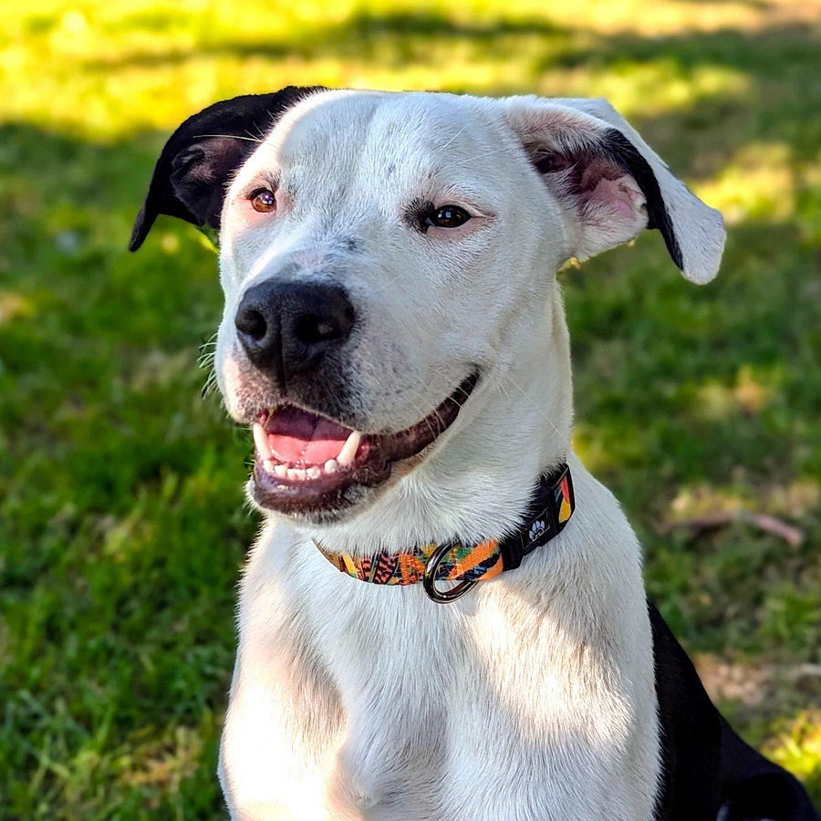Jolie chienne croisée staffie noir et blanc souriant pour un collier tropical en taille M