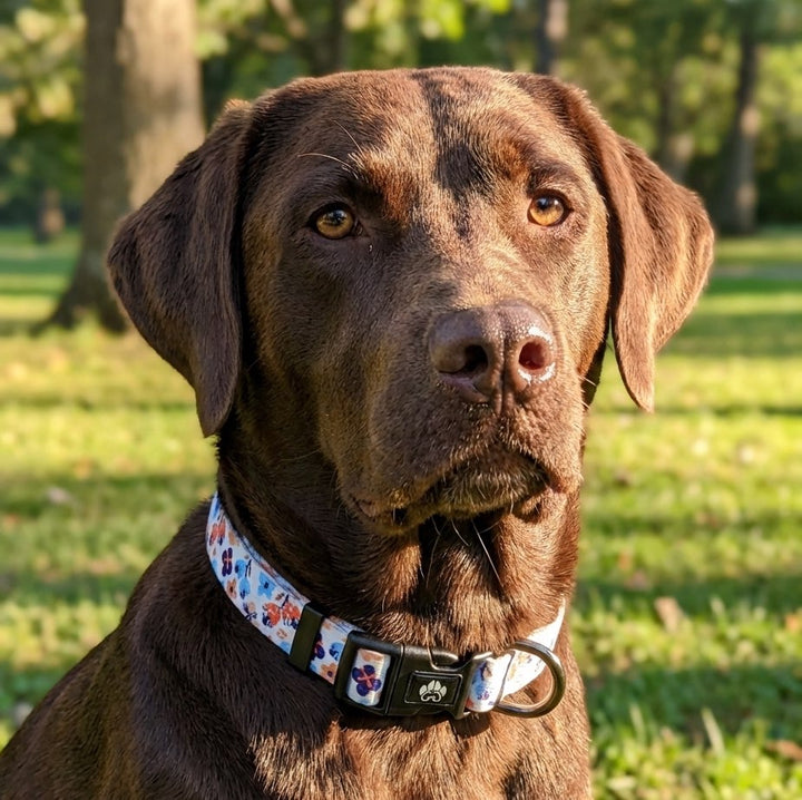 Collier pour chien Printemps