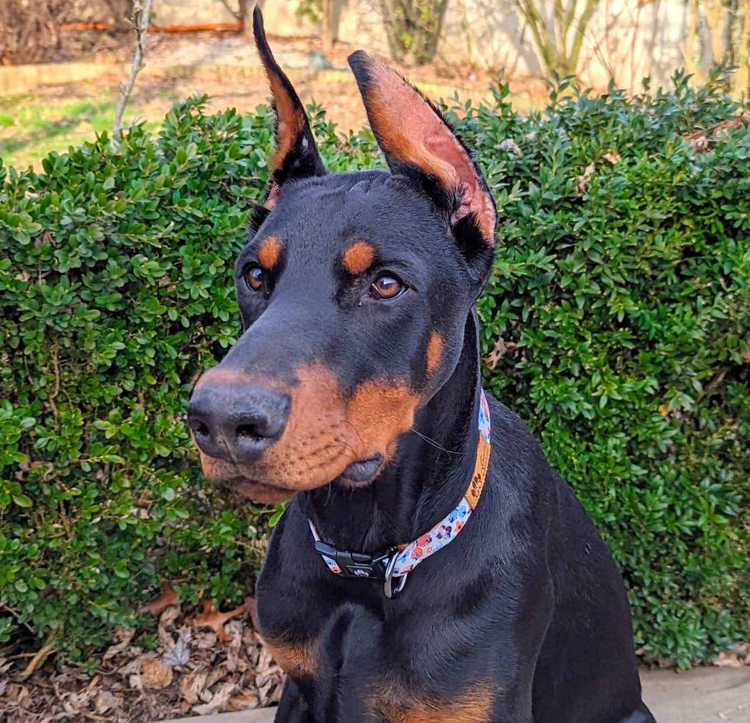 Collier pour chien de la marque Goofy Goldens. Ici, le collier de la gamme Printemps est porté par un beau doberman noir 