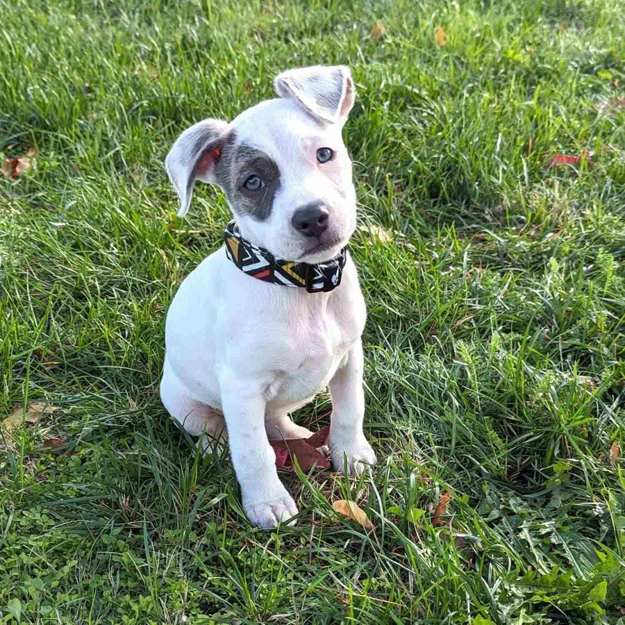 Chiot croisé staffie portant un collier Azteque avec un regard craquant. 