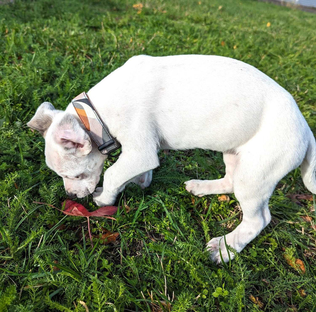 Collier tissu pour chien Nature