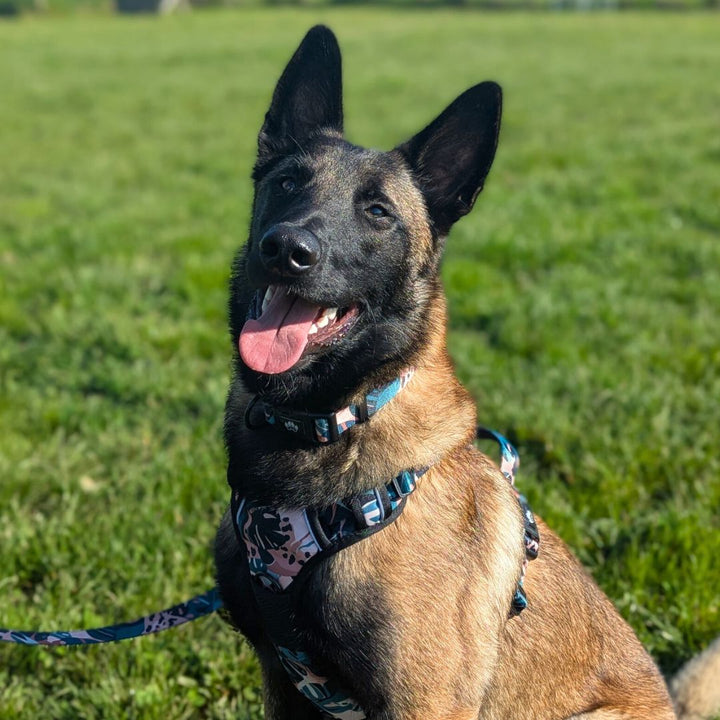 Chien assis dans l'herbe regardant l'obejctif portant le haranis anti-taction Savane ainsi que la laisse et le collier de la même collection.