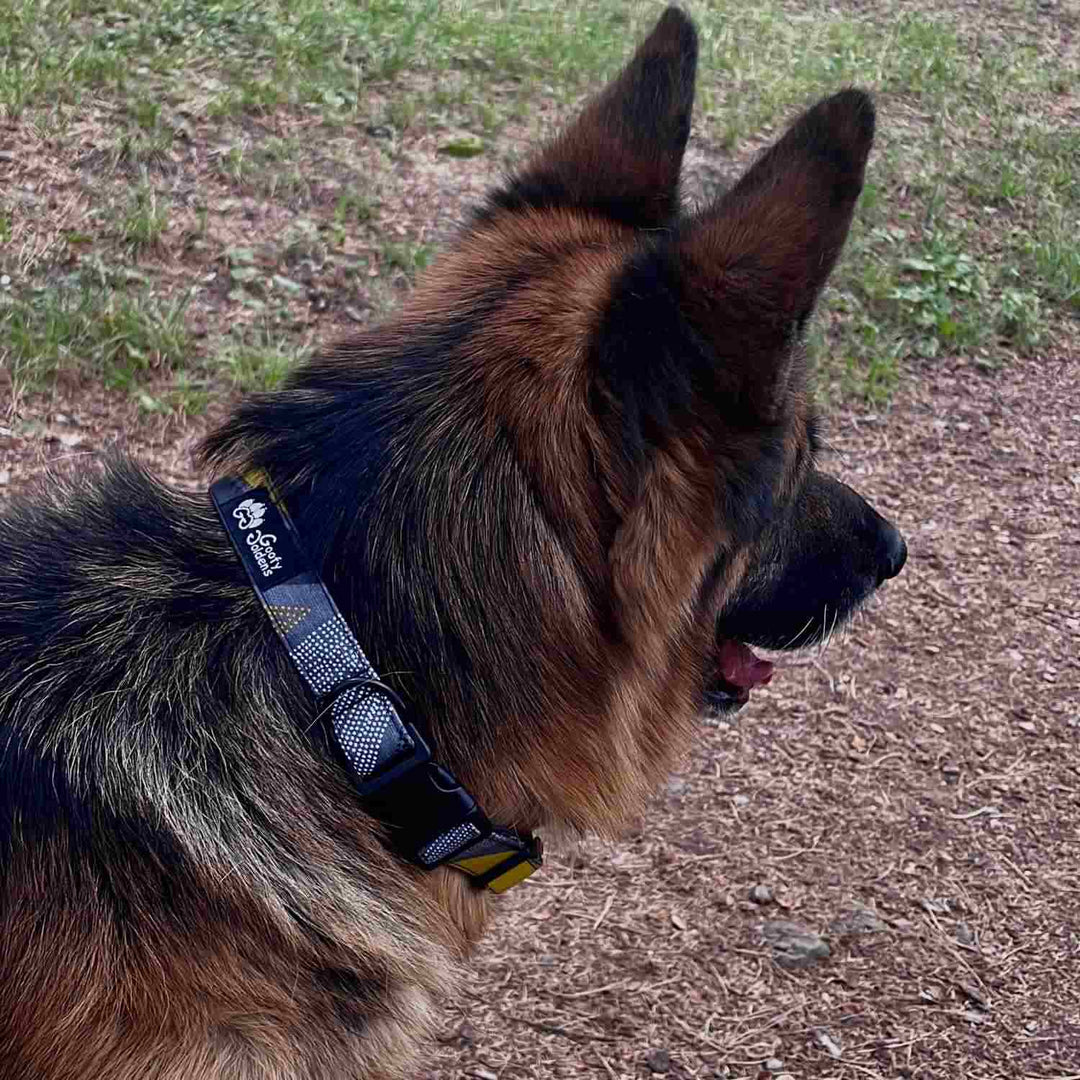 Collier tissu pour chien Elégant