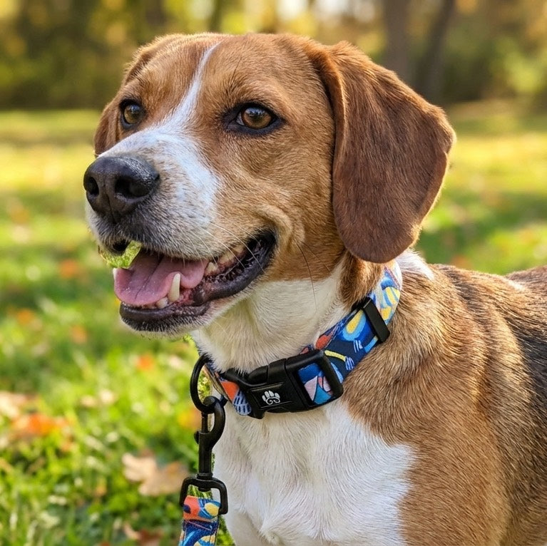 Collier pour chien Lagon