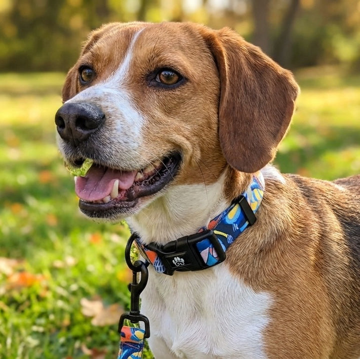 Collier pour chien Lagon