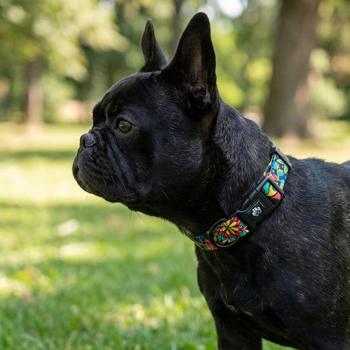 Collier pour chien Mandala