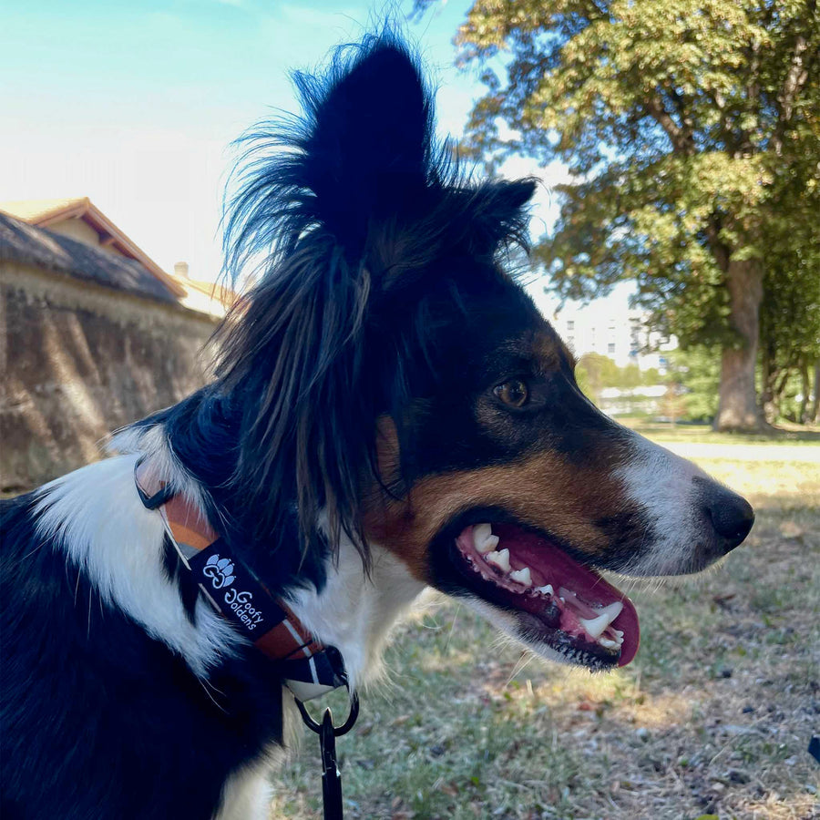 Chien Border Collie souriant pourtant le superbe collier chien de la collection Nature de chez Goofy Goldens