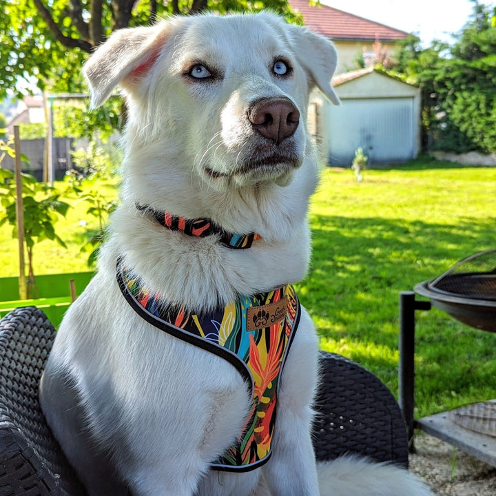 Chien blanc aux yeux bleus portant le collier Tropical taille M ainsi que le harnais classique Tropical taille L de chez Goofy Goldens