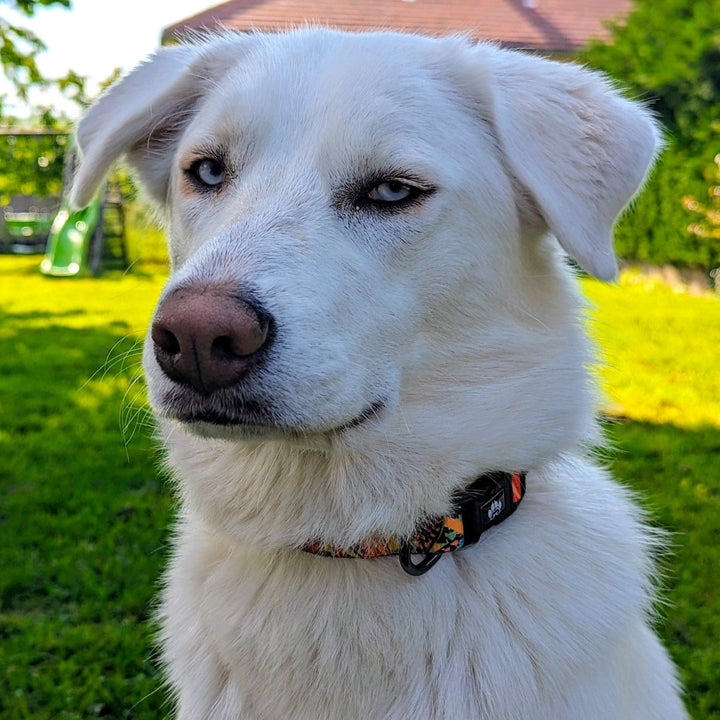 Chien blanc aux yeux bleus perçants portant le collier Tropical de la marque Goofy Goldens