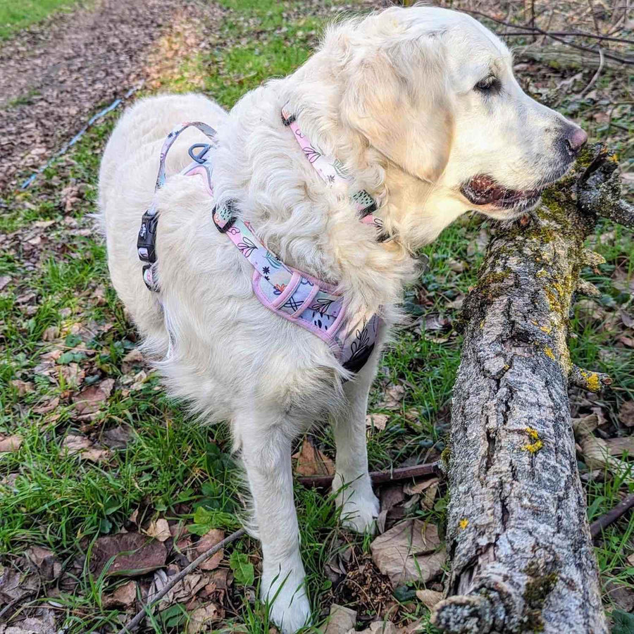 Chien golden retriever blanc en balade sur un chemin et portant le collier et harnais de la collection Pastel de chez Goofy Goldens