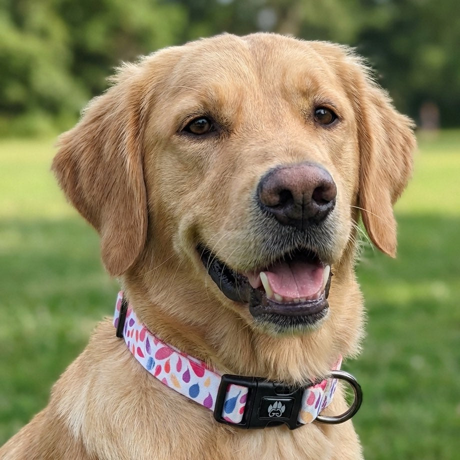 Collier pour chien Pétales