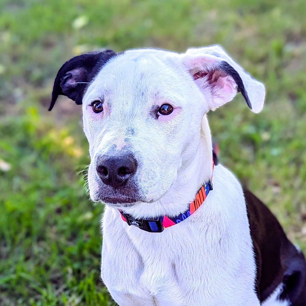 collier chien Panache porté par un staffie croisé 