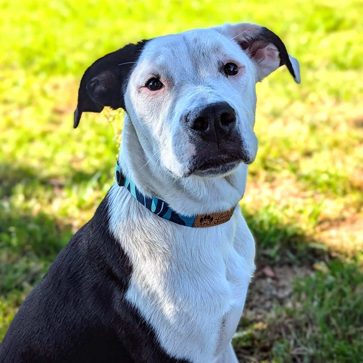 staffie croisé fixant l'objectif et partant le collier M de la collection Récif